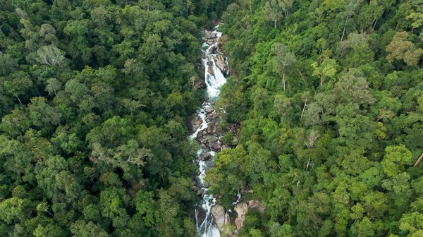 Assurance animale : guide pour choisir la meilleure