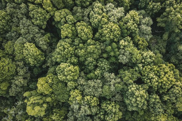 Quel est le rôle du denturologiste dans la santé bucco-dentaire globale ?